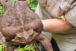 Dünyanın en büyüğü bulundu! Zehir saçarak önüne geleni yiyor "Toadzilla" görenleri ürküttü