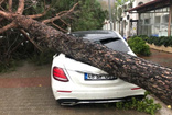 Muğla'da fırtına yıktı geçti! Görüntüler çok fena otomobiller ağaçların altına kaldı zarar büyük