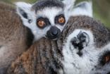 Madagaskar'dan gelip Bursalı oldular! Bursa'nın lemurları yavruladı!