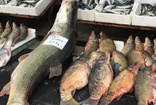 Botan Çayında 82 kilo, 175 santim uzunluğunda turna balığı yakalandı