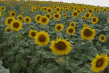 Tekirdağ'dan Rusya'ya yerli hibrit ayçiçeği tohumu ihracatı