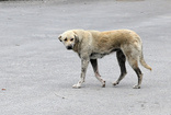 Niğde'de köpek katliamı iddiası: Belediyeden açıklama geldi