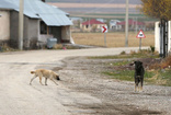 Fatih'te sahipsiz köpeklerin saldırdığı kişi hayatını kaybetti