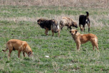 Başıboş köpeklerin saldırısında ölmüştü! Ayhan Özçelik'in hastane raporu ortaya çıktı