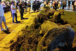 Aydın'da yaban domuzları aç kalınca merkeze indi!