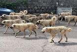 Son dakika Başıboş sokak köpekleri kanunu kabul edildi