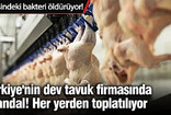 Türkiye'nin dev tavuk fimasında skandal; İçinden ölümcül bakteri çıktı
