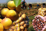 Türkiye'ye kötü haber; Fındık, kayısı, üzüm, elma, patates...