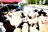 Kurbanlık fiyatları en ucuz bu illerde; Kurbanlık alacaklar dikkat!