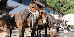 Zonguldak Belediyesi'nden şaşırtan tören! Katırlar törenle emekli oldu