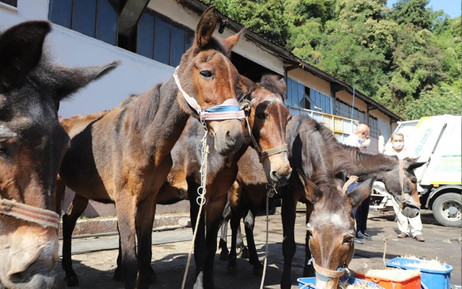 Zonguldak Belediyesi'nden şaşırtan tören! Katırlar törenle emekli oldu